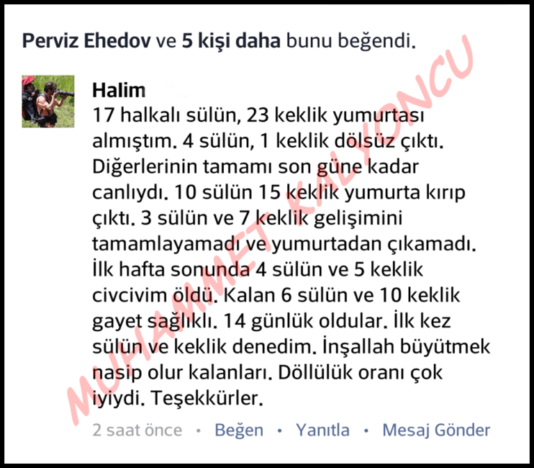 Yorum